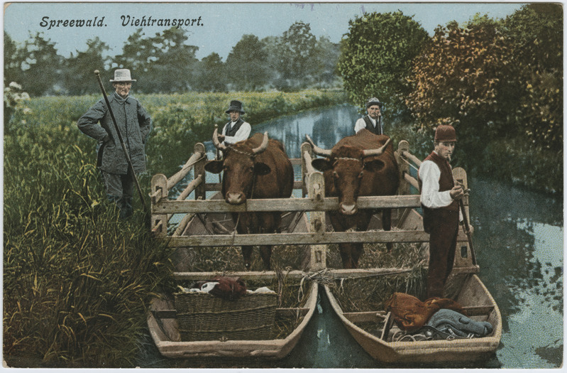 Postkaart. Veiste veetransport Spreewaldis Saksamaal.
