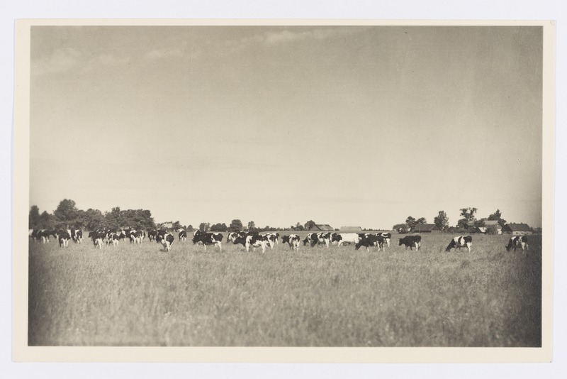 Lehmad kultuurkarjamaal.