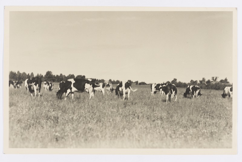 Lehmad kultuurkarjamaal.