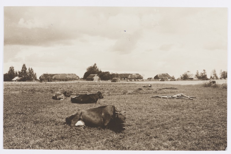 Lehmad põllul mäletsemas.