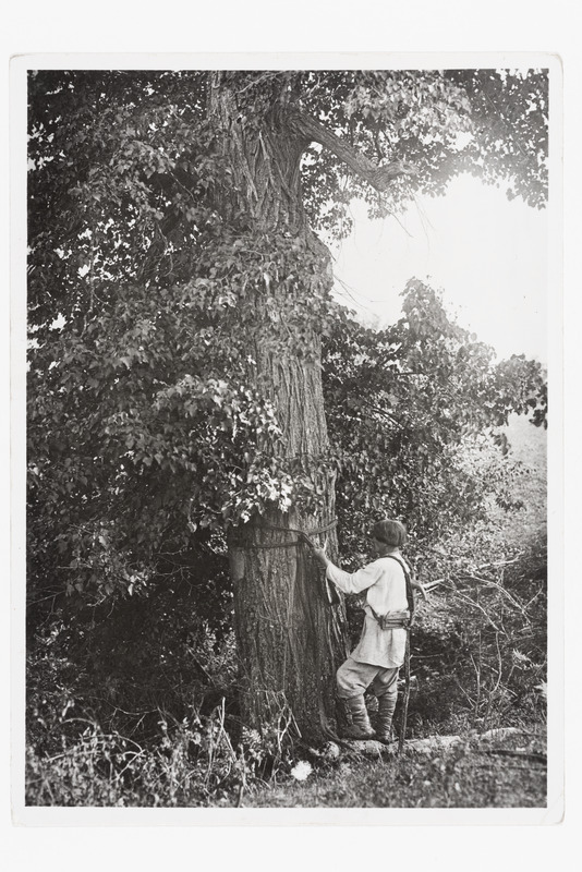 Mari mees ronib puu otsa mesitaru juurde u. 1905. a.