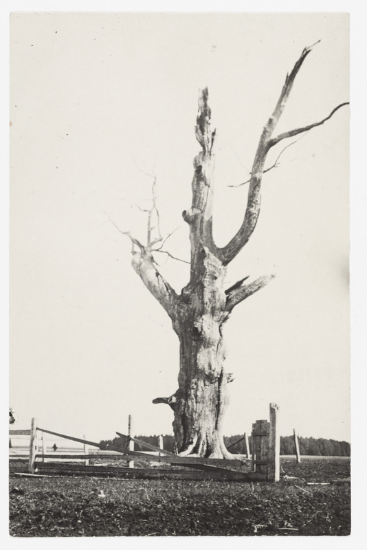 Suur kuivanud püha puu, 1914. a.