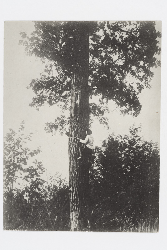 Mari mees ronib puu otsa mesitaru juurde, 1917. a.