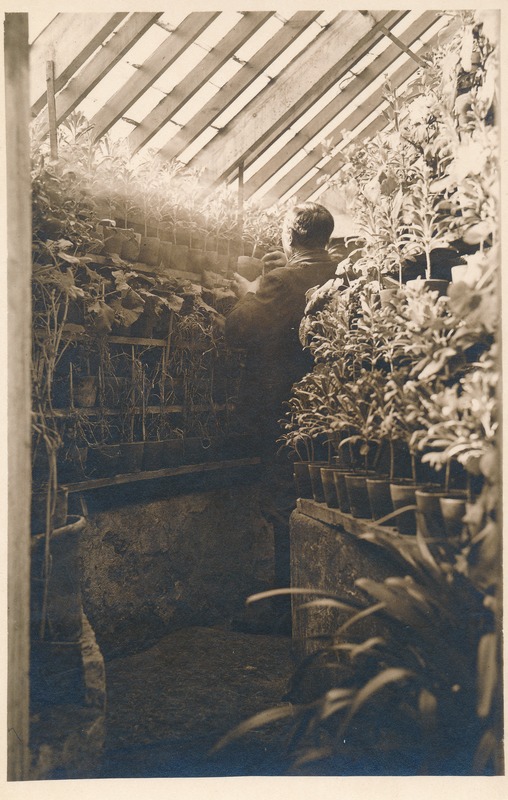 Virumaa Rahvaülikooli kooli kasvuhoones