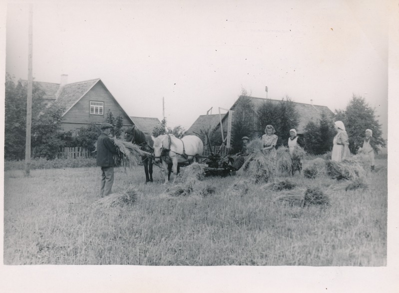 Lillemäe talu, rukkilõikus