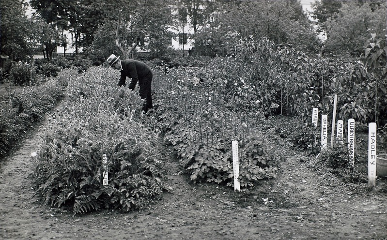 Vahi Aiandus-Mesinduskool 1933-1935. Püsilillede peenrad