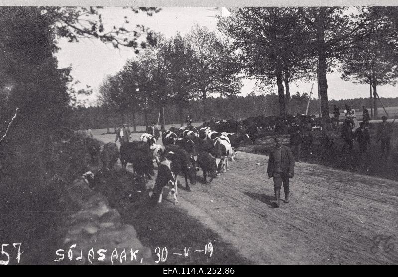 War of Liberty. 6. The breeding of the cattle from the red war crop by the army in the direction of the Ruhja (Rujiena) from Wolmarshofi (Valmiermuiža).