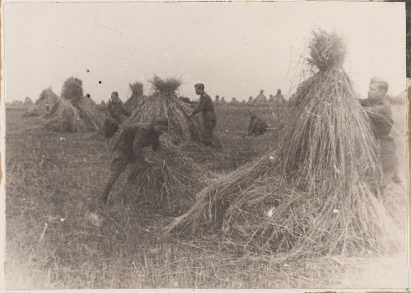 Vilja koristus 1. Eesti polgu abi majapidamises. Jelansk, 1943. a.