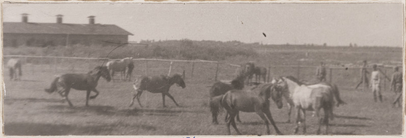 Korpuse vet. laatsareti hobused koplis. 1944. a. suvi