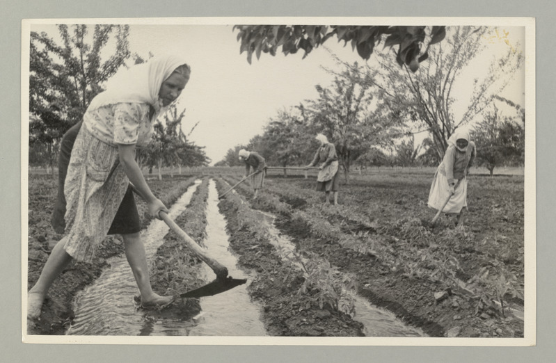 Seeria :"25 aastat Moldaavia NSV". Karagaši niisutussüsteemi vee juhtimine Petrovski nimelise kolhoosi aias.