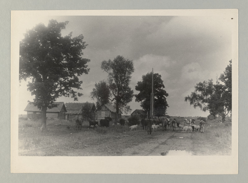 Peipsi kalurikolhoosid, 1940.a. loodud esimesed kolhoosid ja muud ENSV kolhoosid 1951.a.