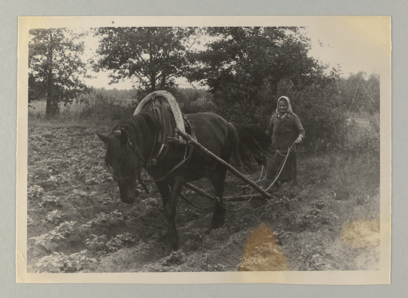 Peipsi kalurikolhoosid, 1940.a. loodud esimesed kolhoosid ja muud ENSV kolhoosid 1951.a. Naine kündmas.