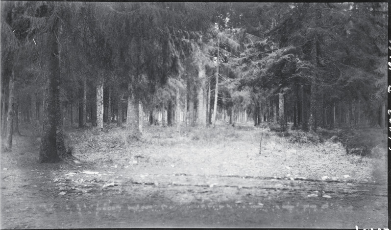Kuusemets Sillamäel.