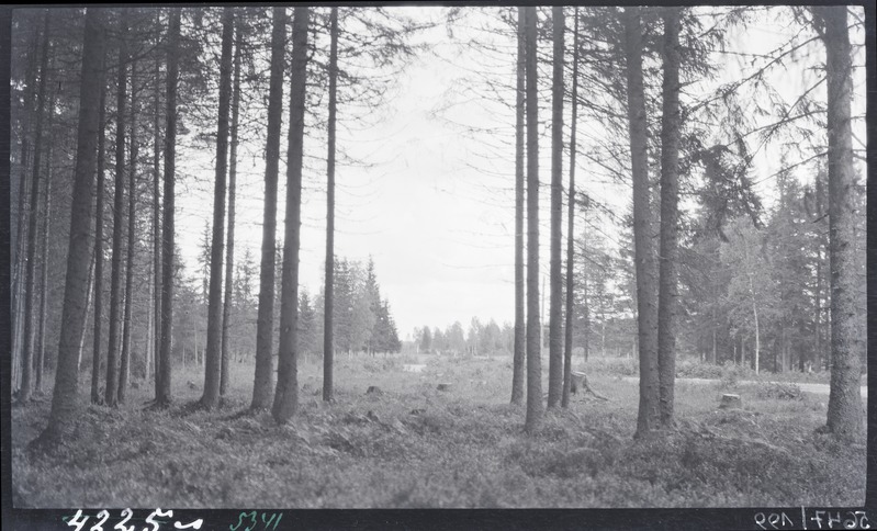 Vaade kuusemetsast raiesmikule