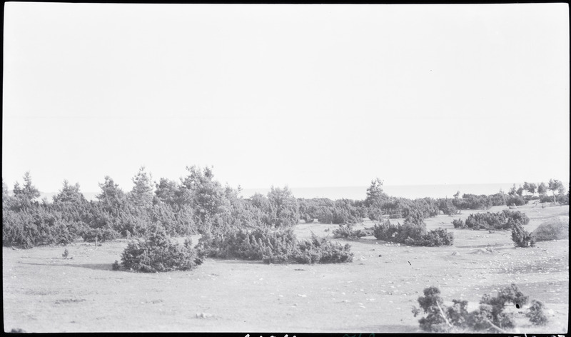 Põhja-Eesti rannik, loopealne kadakatega