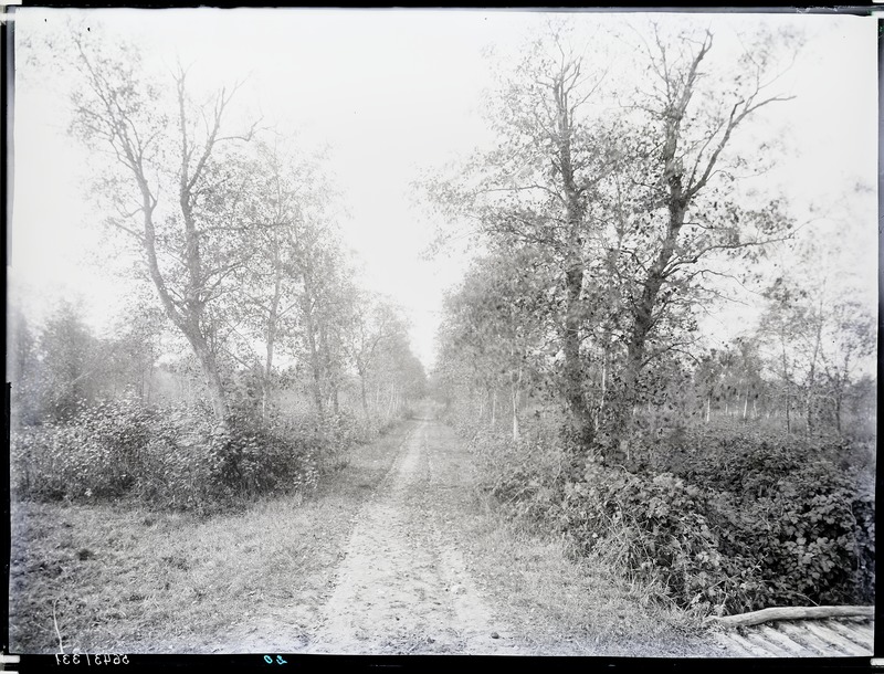 Maalsi mõis, vaade teele metsas
