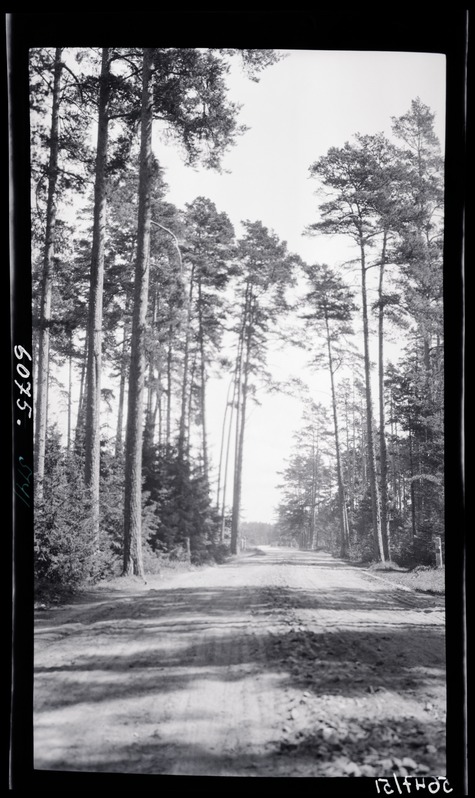 Maantee männimetsas