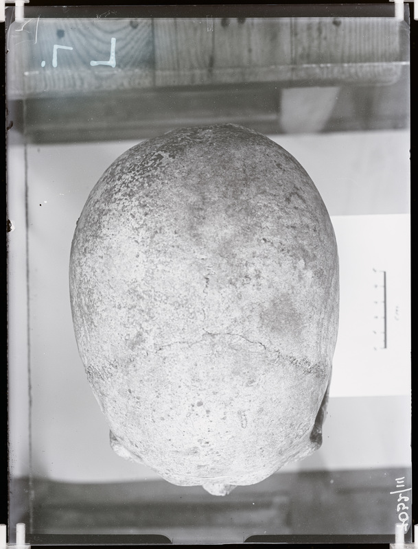 Arheoloogilised kaevamised. Loomõisa kivikirstkalmete leiukoht (Leoke talu). Kivikirstkalmest leitud kolju