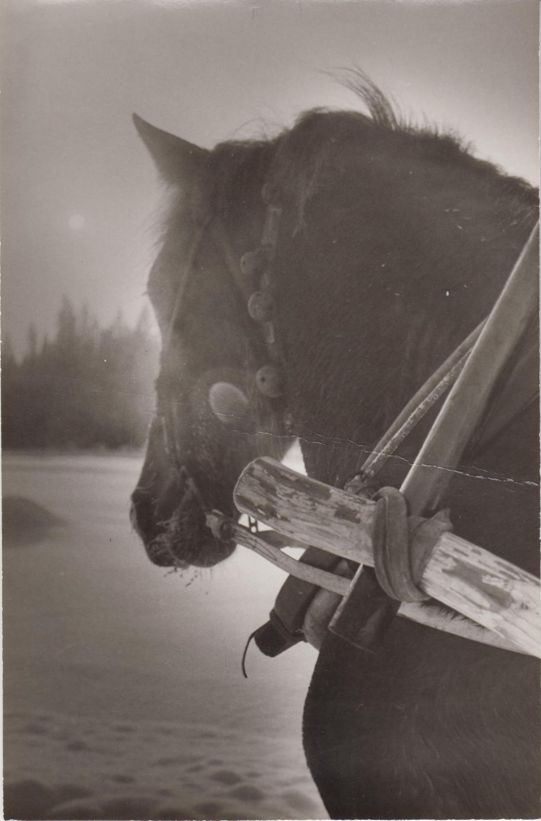 Ida Jakobsoni 100. sünniaastapäeva tähistamine Kurgja-Linnutajal.