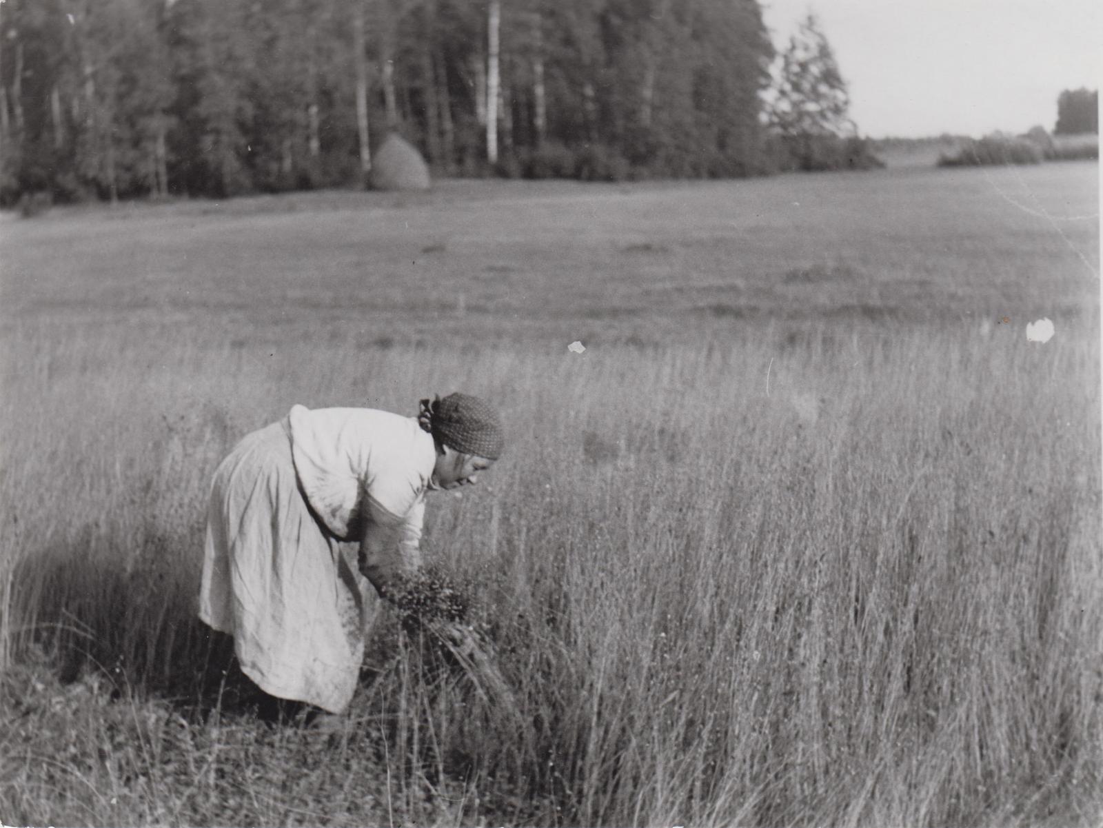 Lina töötlemine. Lina kitkumine.