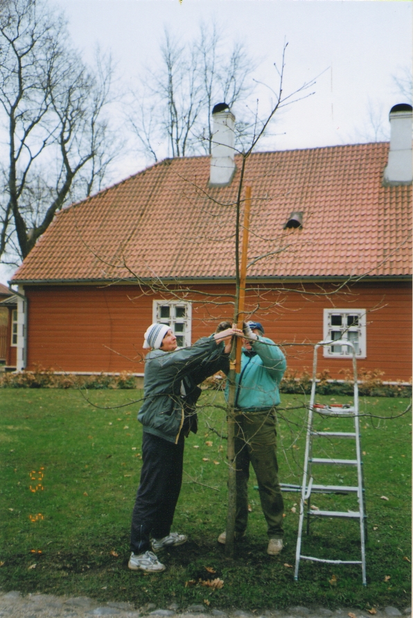 Foto. Tammepuu toestamine muuseumi õuel. Võru, 01.05.2005.