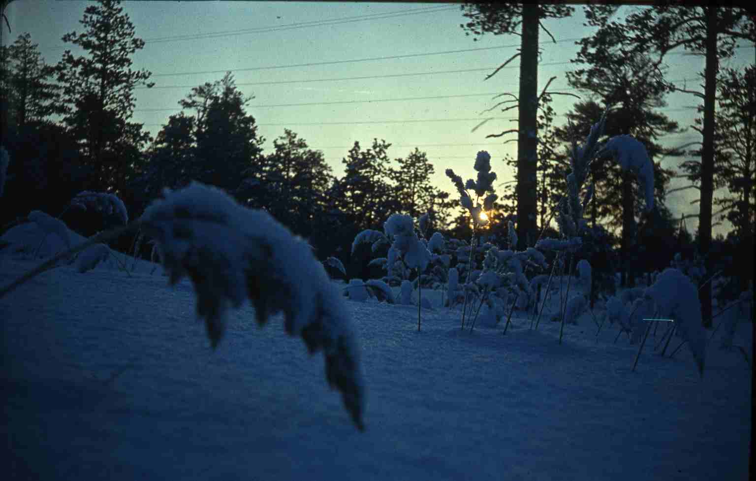 PIM - loodus talvel
