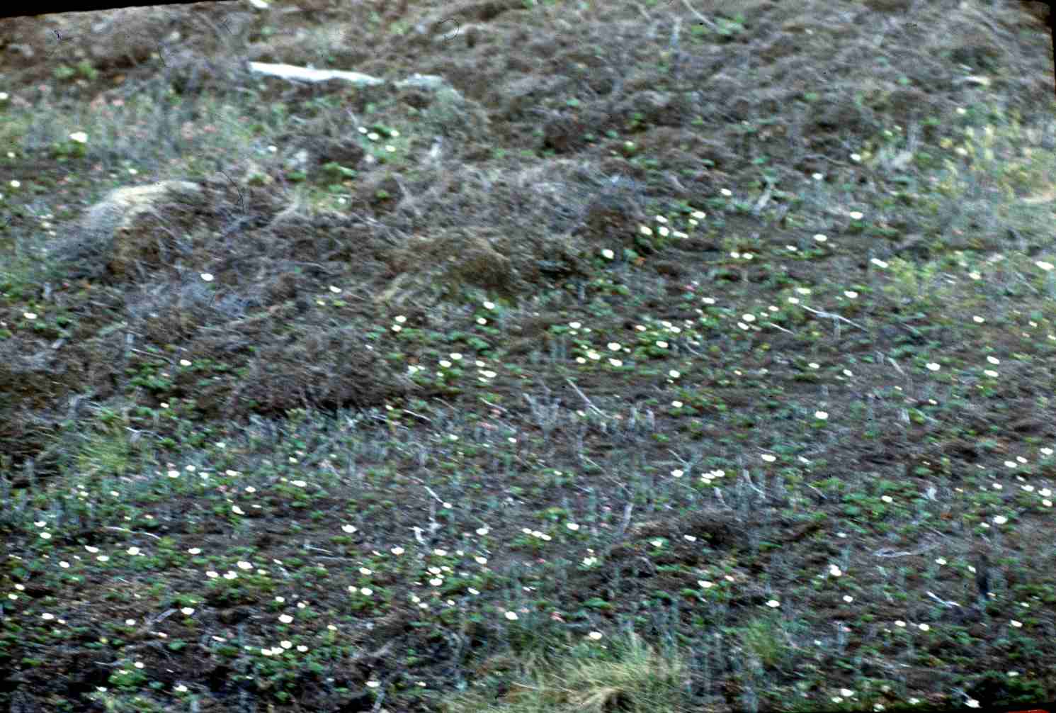 PIM - looduse detaile