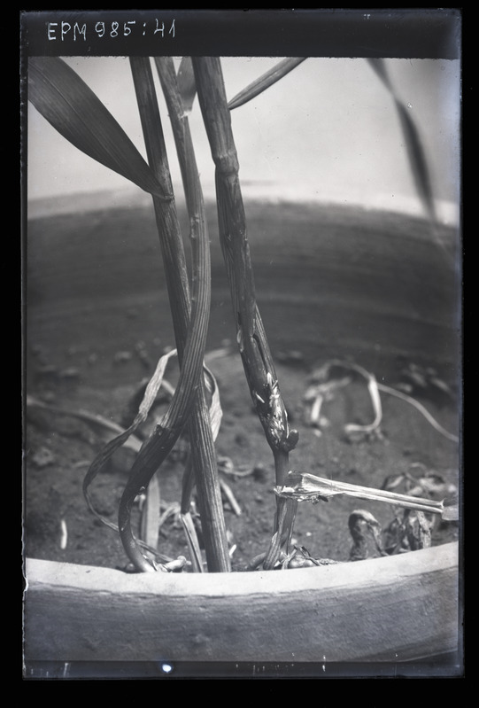 Mayetiola destructor (viljasääsk)