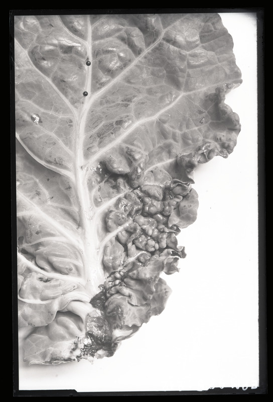 Contarinia torquens
