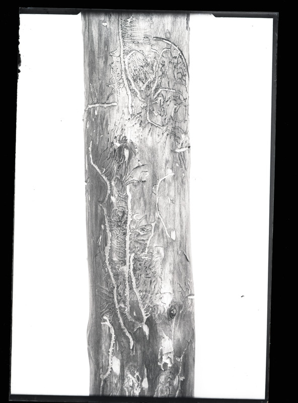 Orthotomicus proximus (harilik rädiürask)