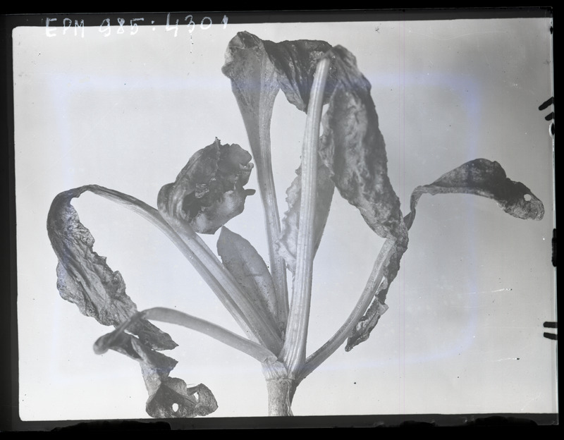 Pegomyia hyoscyami (peedikärbes)