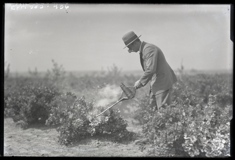 Karjusmarjapõõstaste tolmutamine käsitolmutiga