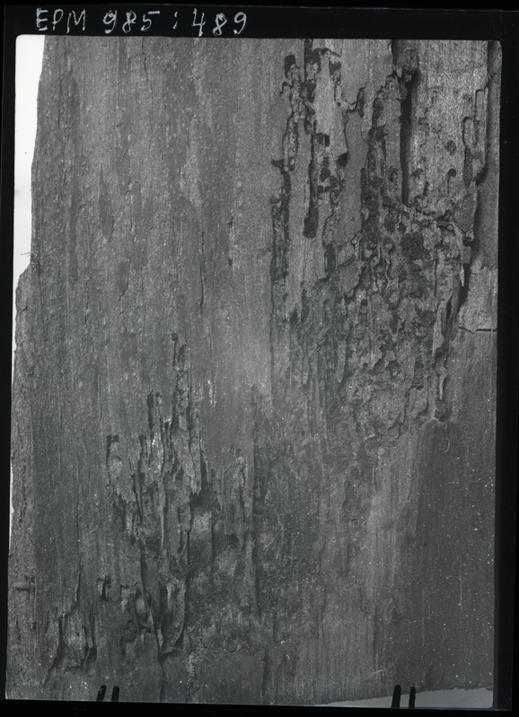 Trypophloeus bispinulus