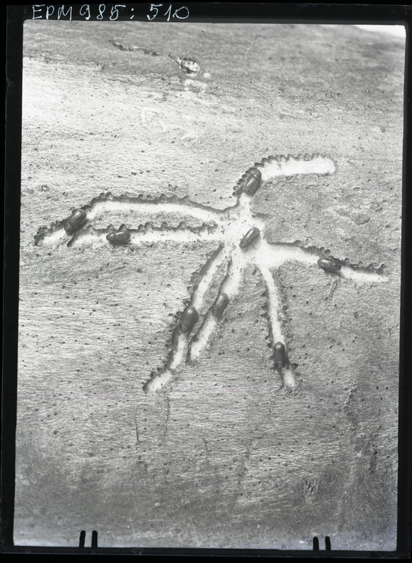 Polygraphus punctifrons