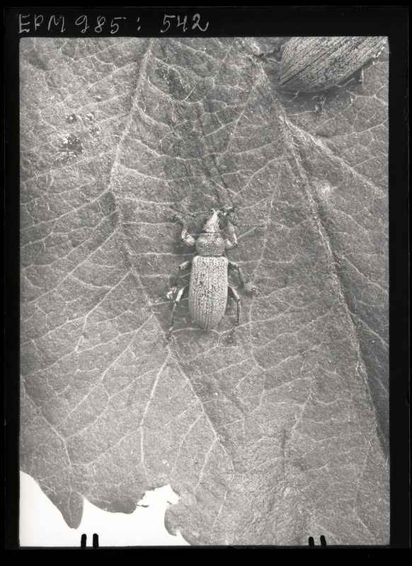 Phyllobius argentatus