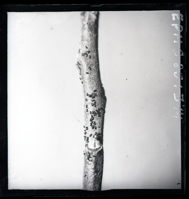 Aphis pomi (õunapuu-lehetäi) munad