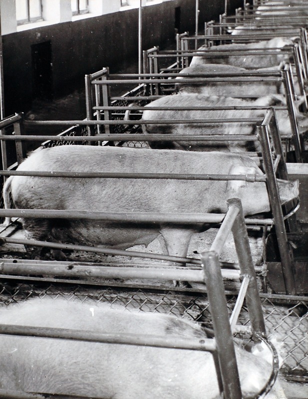 J.Gagarini nim. NST emised sigalas