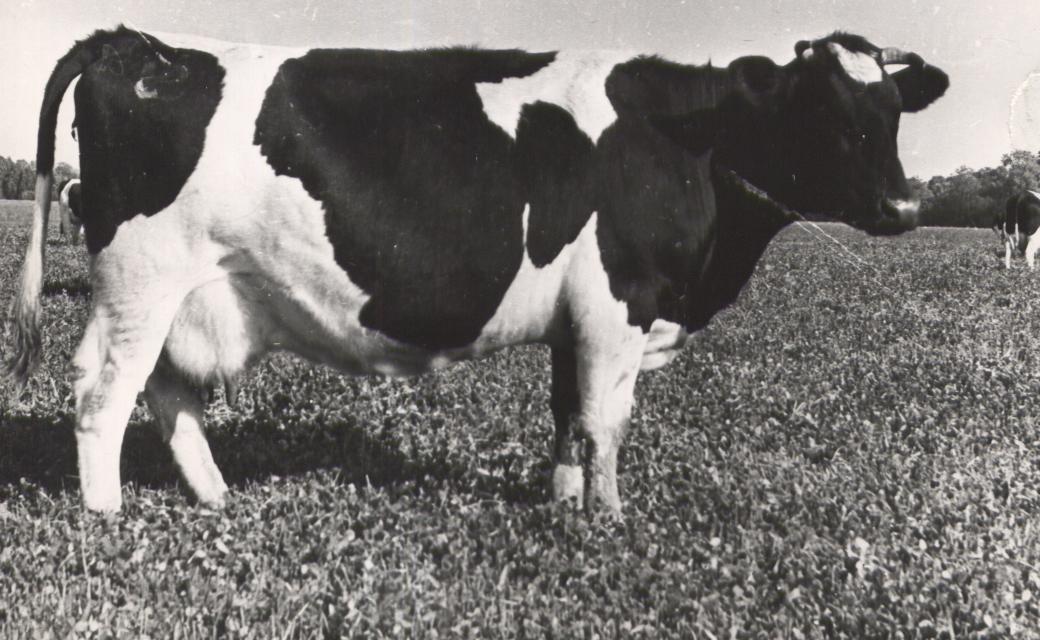 Vändra Veisekasvatuse Katsejaama lehm Relli