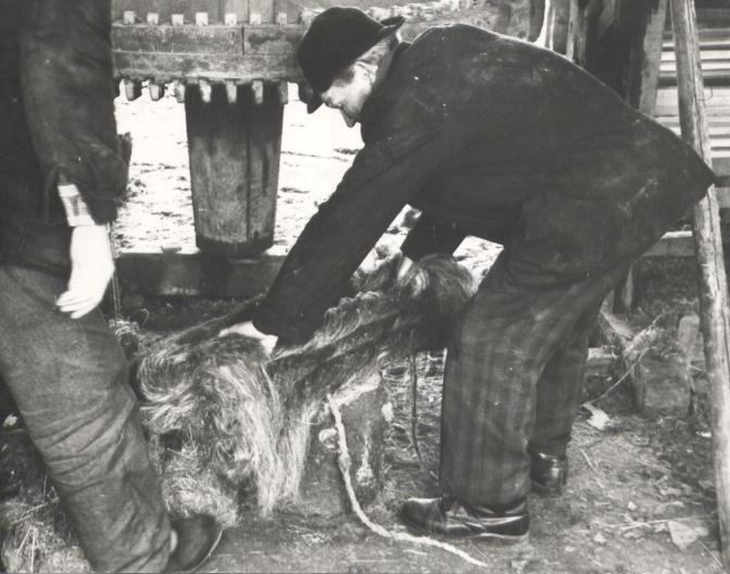 Oskar Jõerand linapunda tegemas