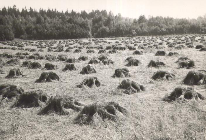 Kitkutud lina põllul kuivamas