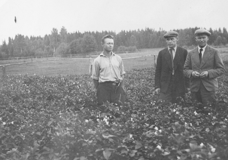 Agronoomid  Juhan  Arusalu, Peeter Lossmann ja taimehaiguste eriteadlane mag.Kivilaan "Deodara" põllul Holstres