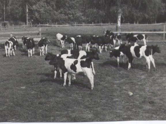 Eesti mustakirjut tõugu vasikad Ülenurmel