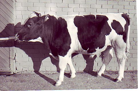 Holsteini pull Poeet 4751