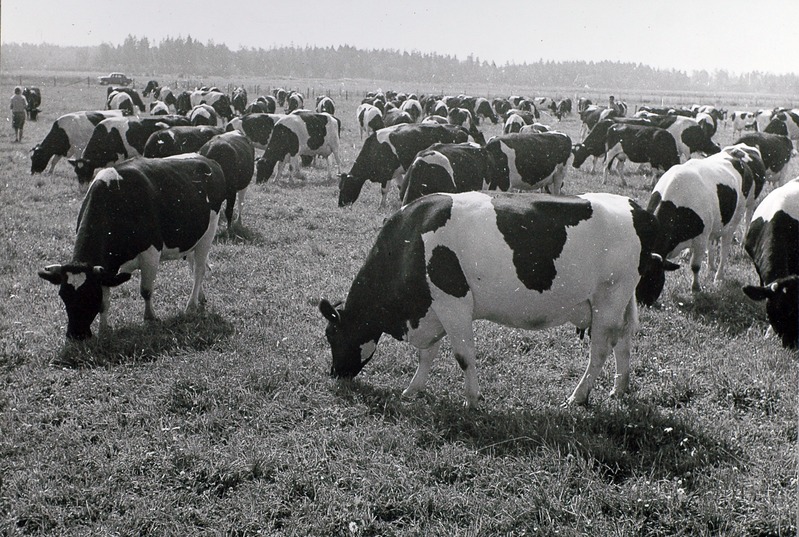 Vändra Katsejaama piimakari karjamaal