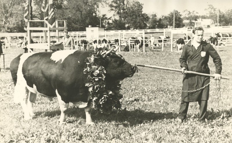 Põllumajandusloomade näitus. Tšempion pull Kosmos