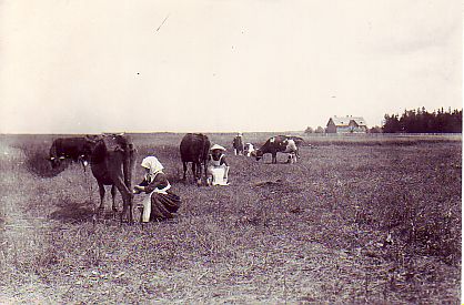 Lehmade lüpsmine põllul 20. saj. algul