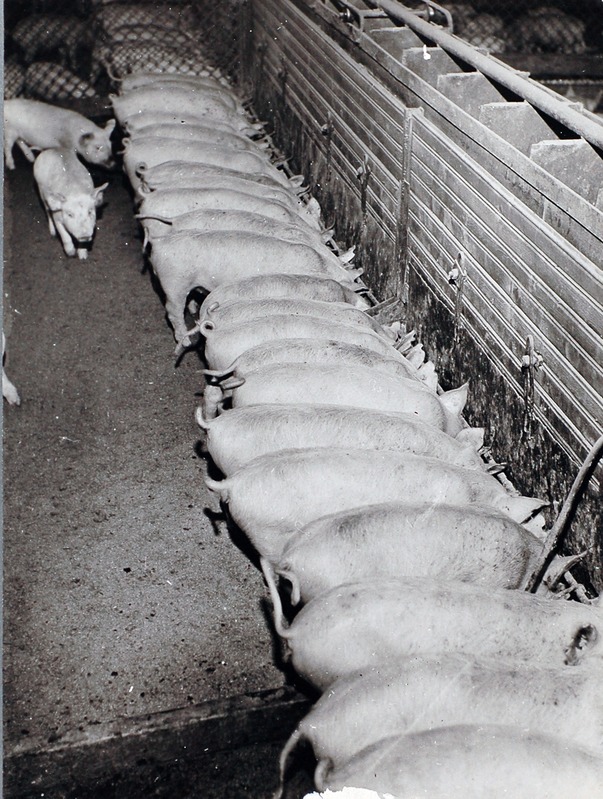 J.Gagarini nim. NST sigala sisevaade