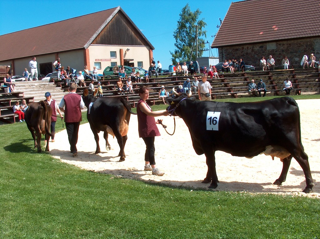 Viss 2005. Vaade areenile. Sallasto OÜ lehm TUULI