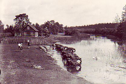 Lehmad jõel joomas