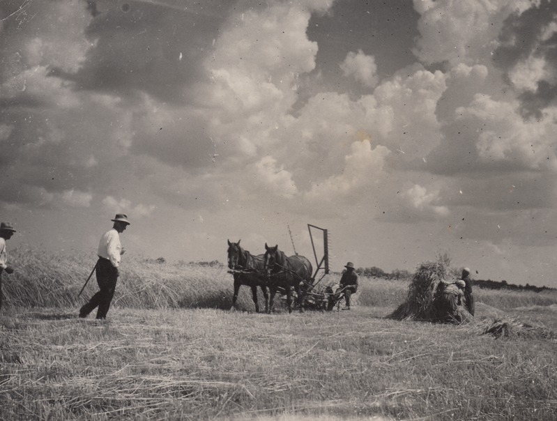 Rukki lõikus Tähtvere mõisas 1937.a.